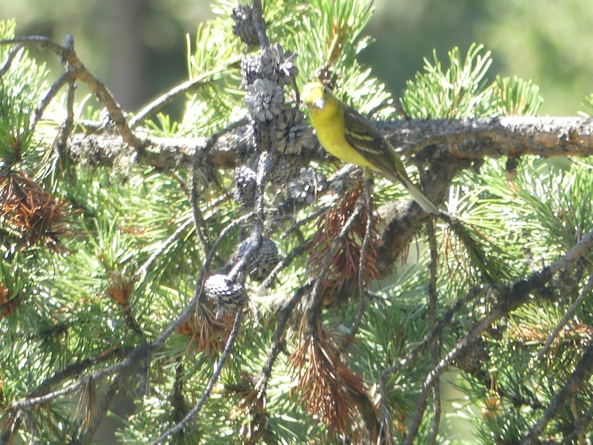 Western Tanager - ML171546671