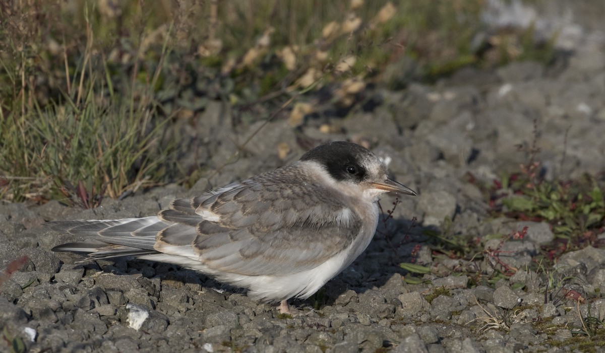 Arctic Tern - Caleb Putnam
