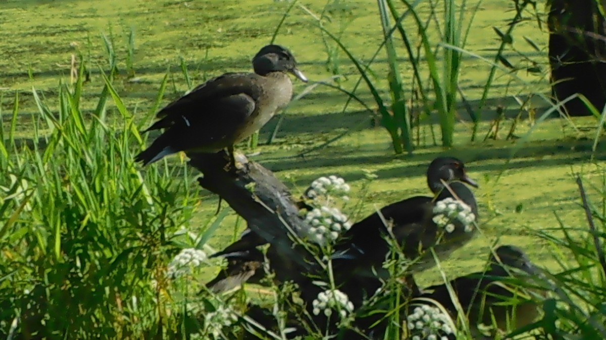 Wisconsin Breeding Bird Atlas Checklist 7 Aug 2019 Boldig Rd 12 Species 6941