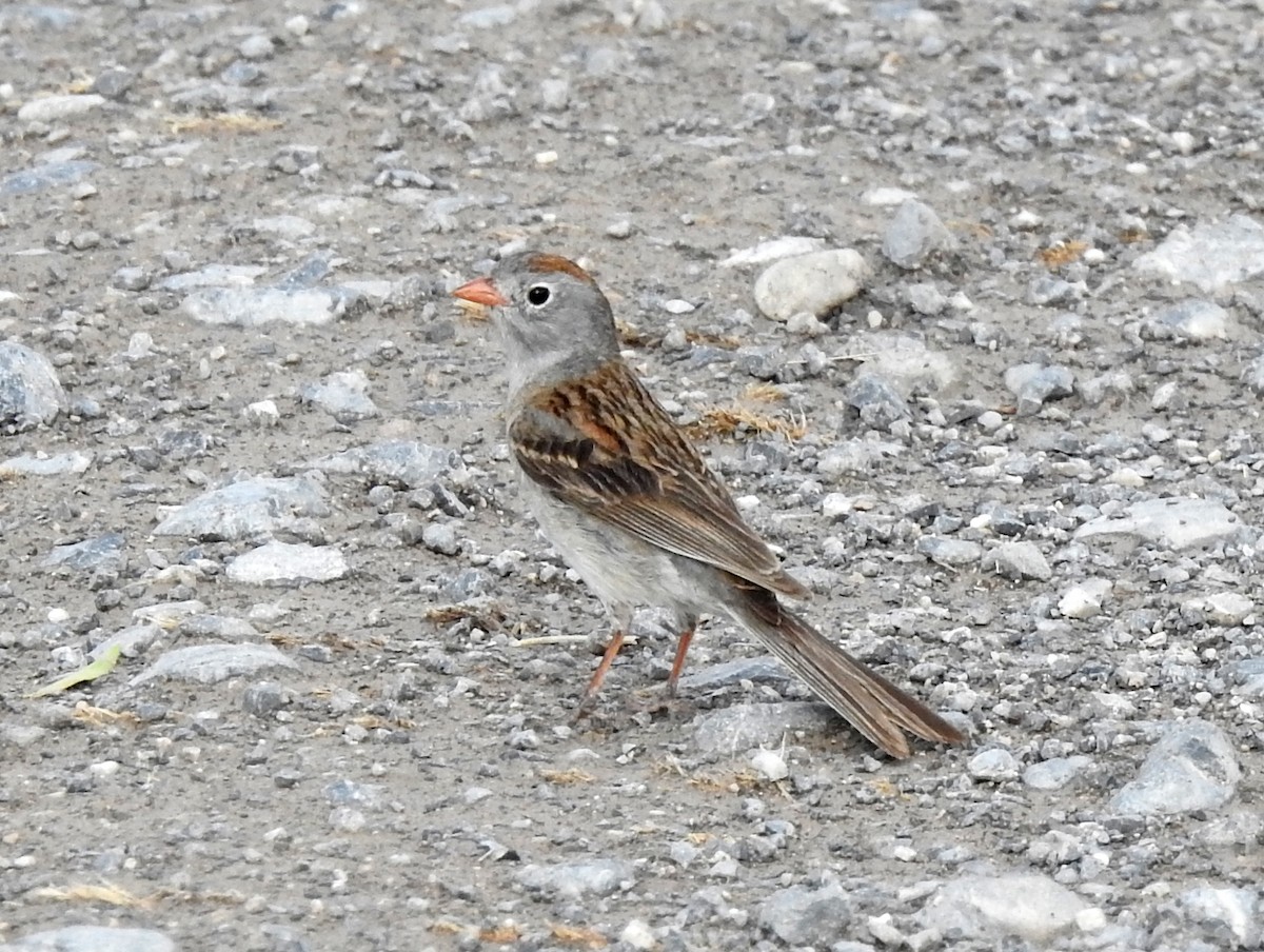 Worthen's Sparrow - ML171550841