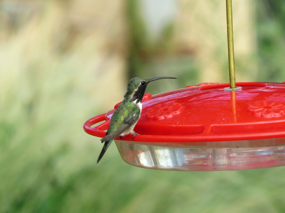 Lucifer Hummingbird - ML171551521