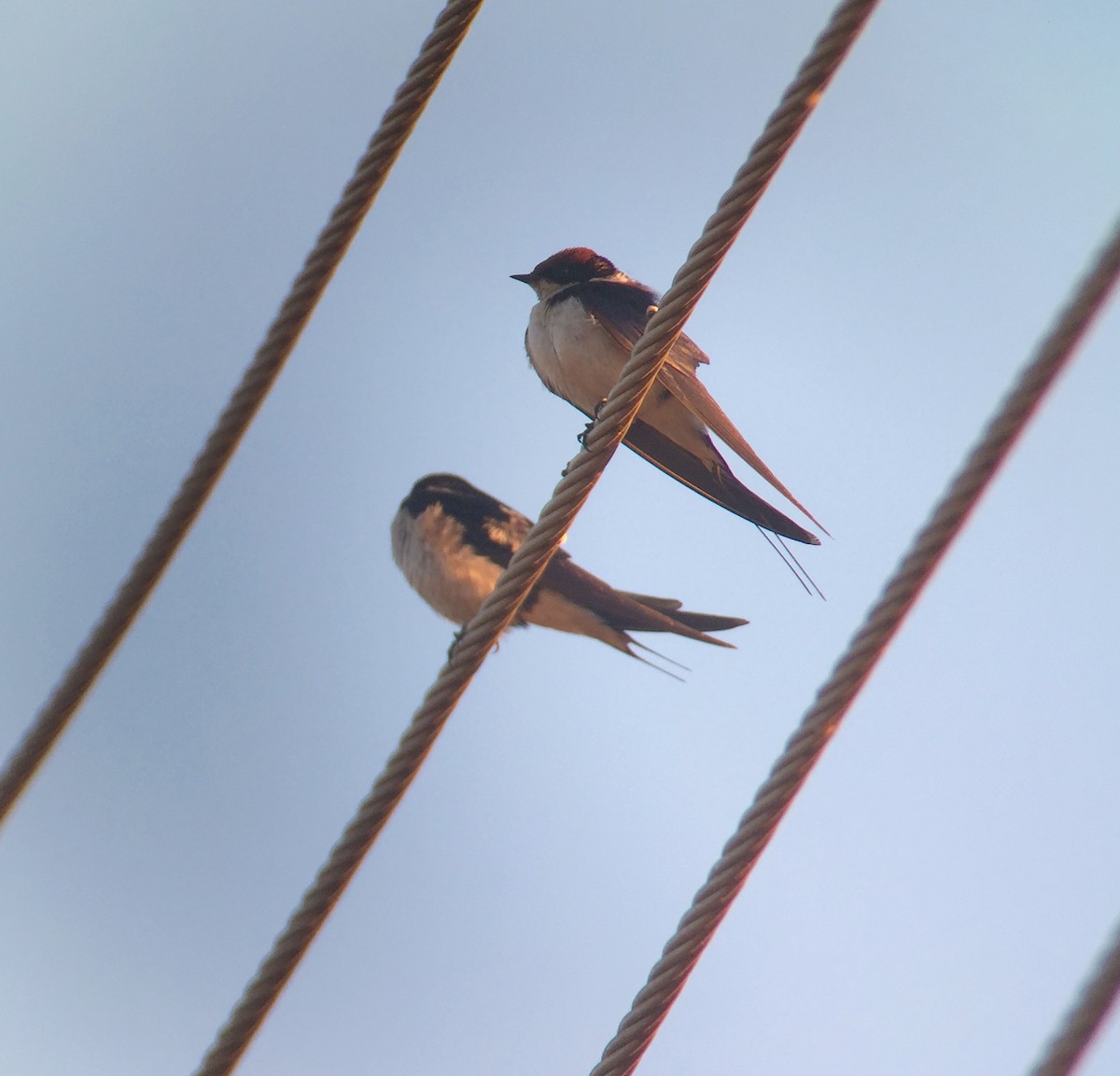 Wire-tailed Swallow - Stuart Malcolm