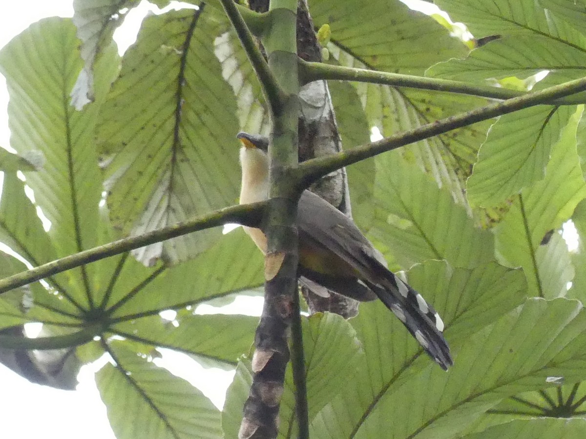 Mangrove Cuckoo - ML171554581