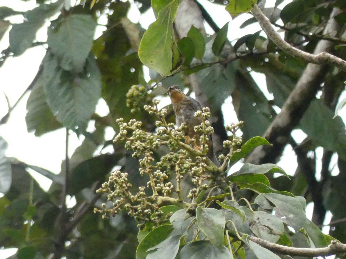 Rufous-throated Solitaire - ML171554691
