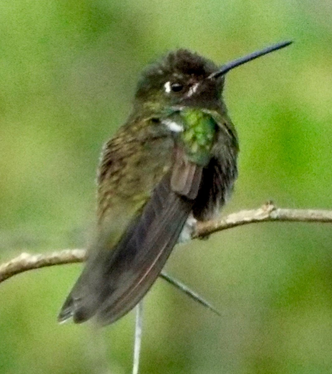 Rivoli's Hummingbird - Mary Jane Gagnier