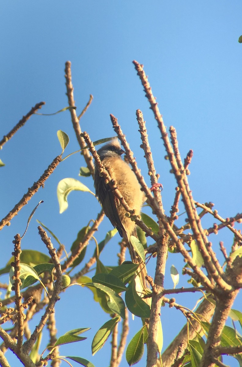 Speckled Mousebird - ML171560991