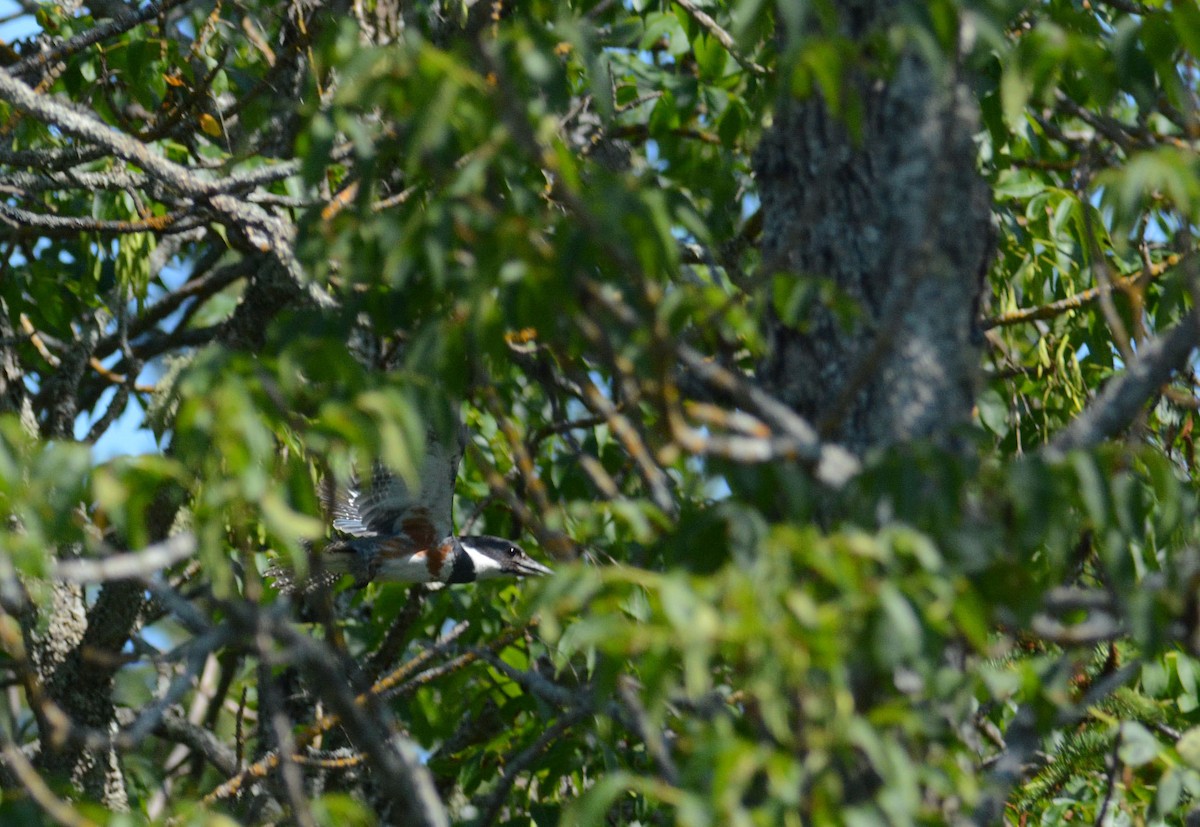 Belted Kingfisher - ML171561151