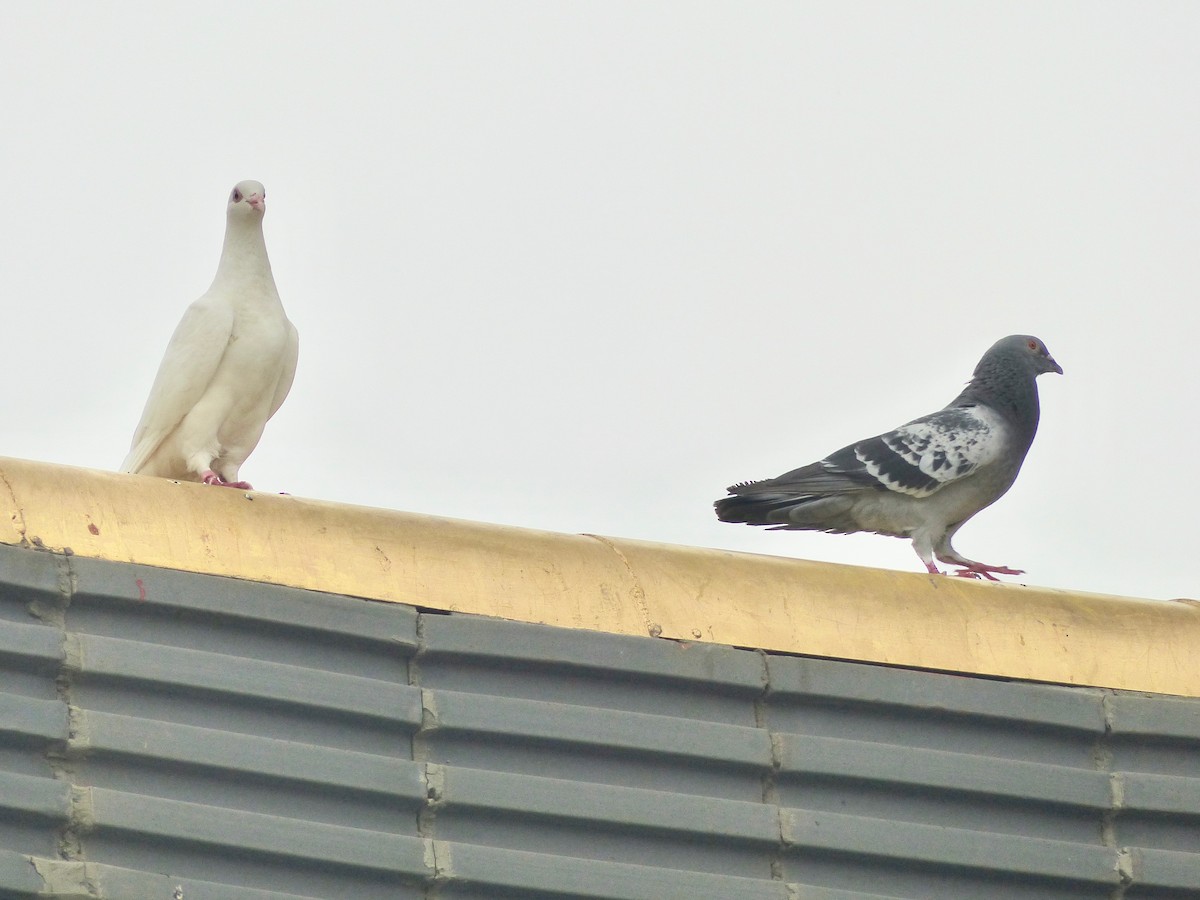 Rock Pigeon (Feral Pigeon) - ML171567741