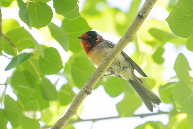 Red-faced Warbler