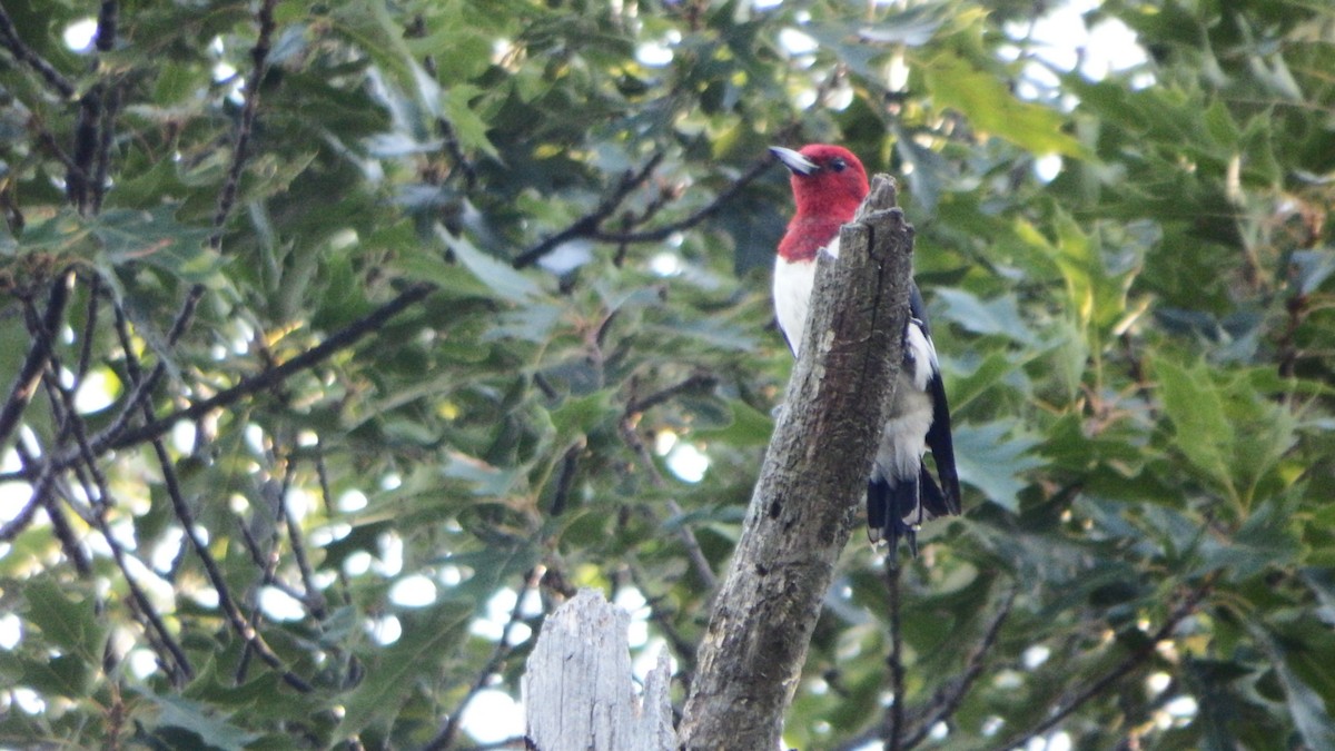 Red-headed Woodpecker - Aaron  Ludwig