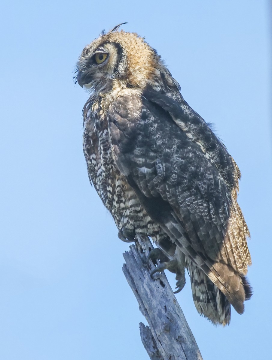 Great Horned Owl - Ann Baldwin
