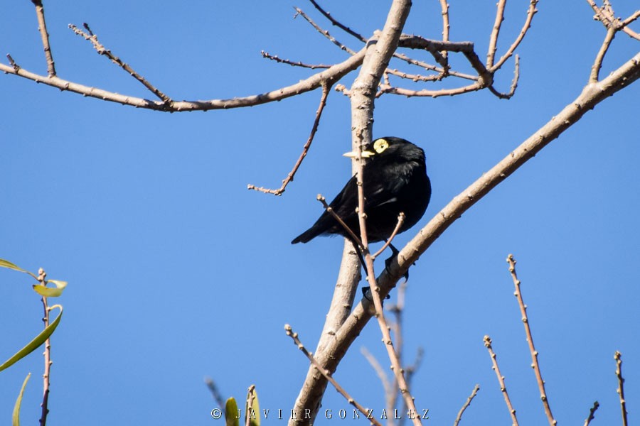 Spectacled Tyrant - ML171585771