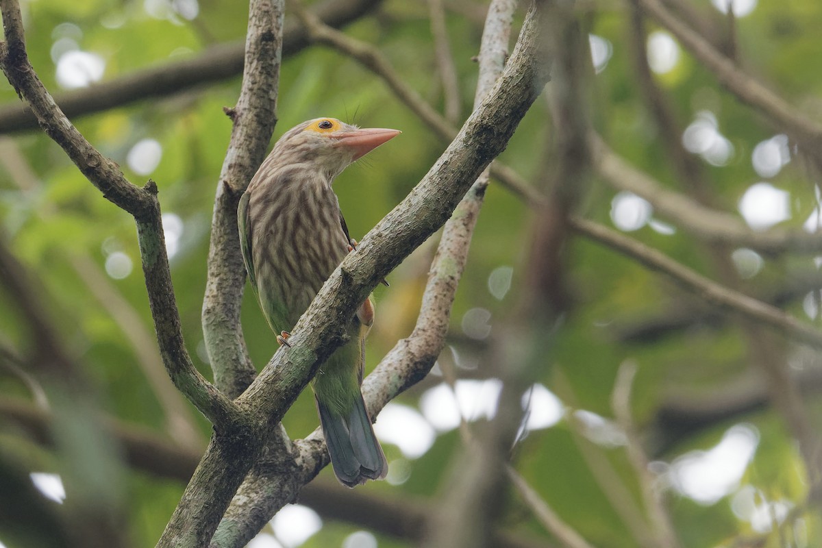 Lineated Barbet - ML171587851
