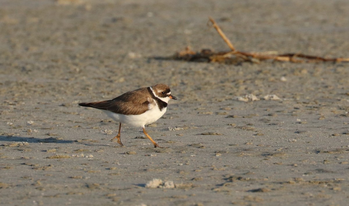 Semipalmated Plover - ML171590371