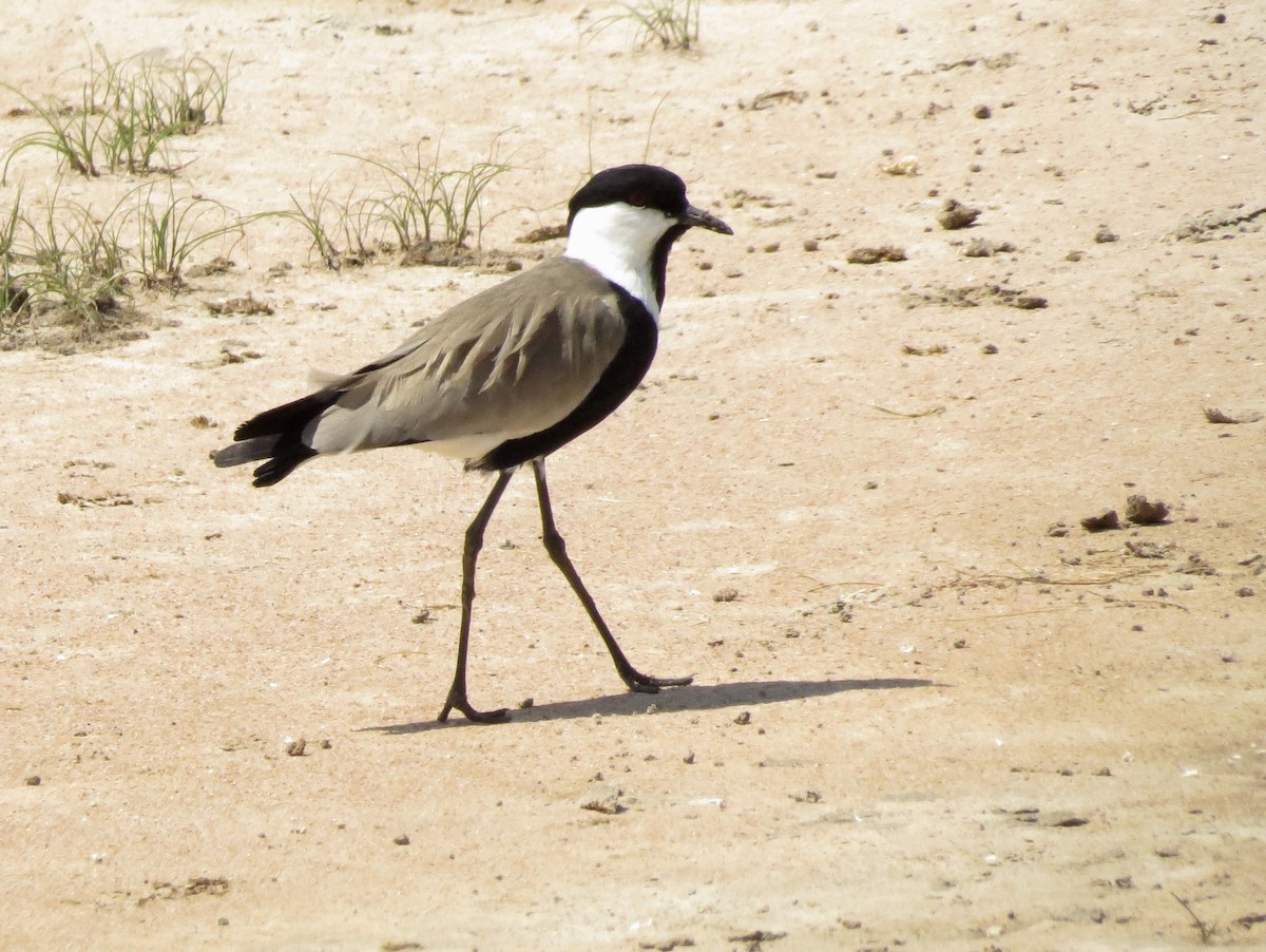 Spur-winged Lapwing - ML171590871