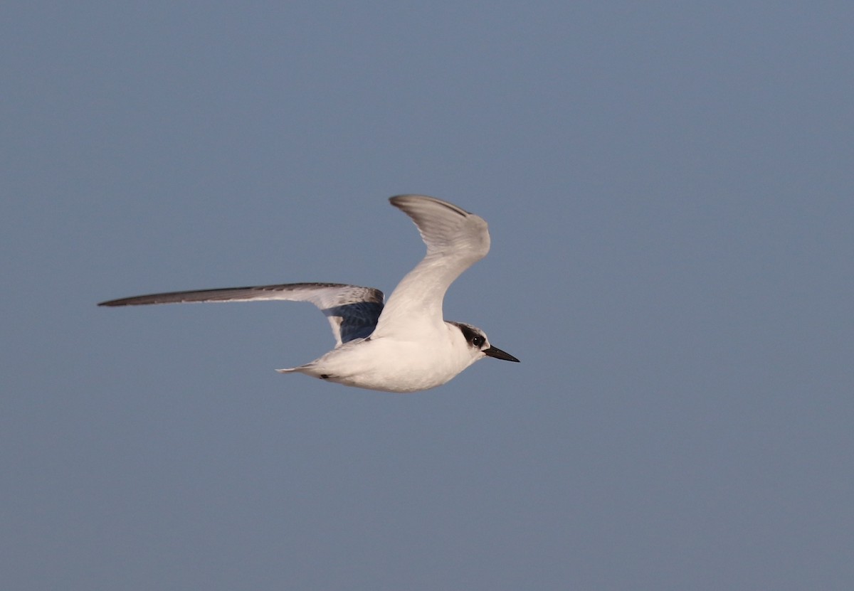 Common Tern - ML171592411