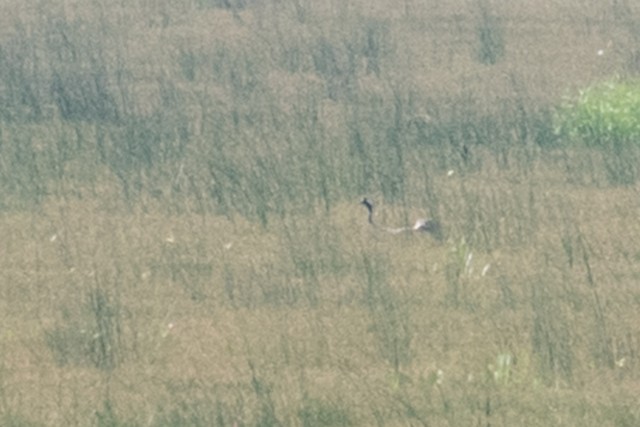 Common Crane