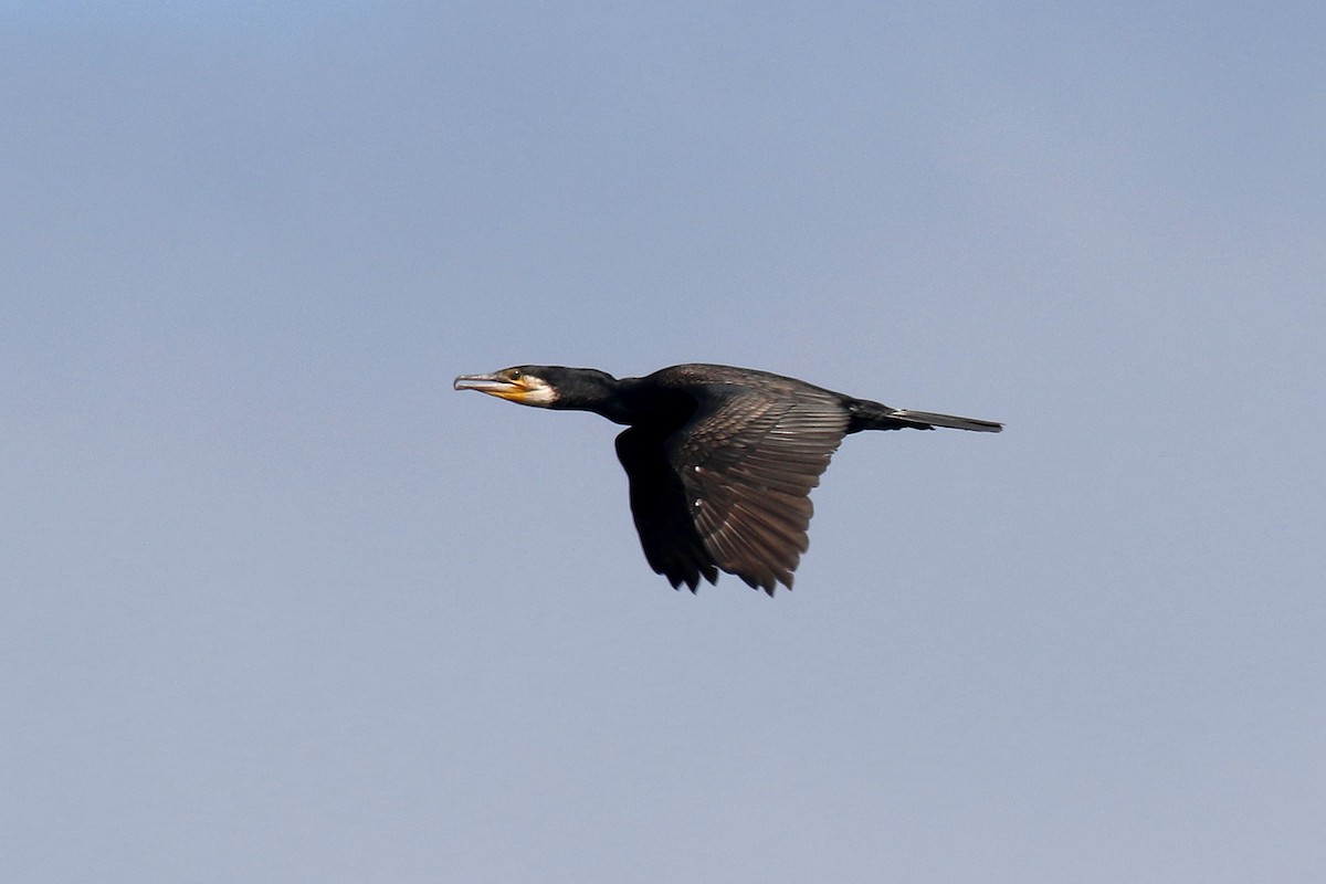 Great Cormorant (Eurasian) - Stephen Gast