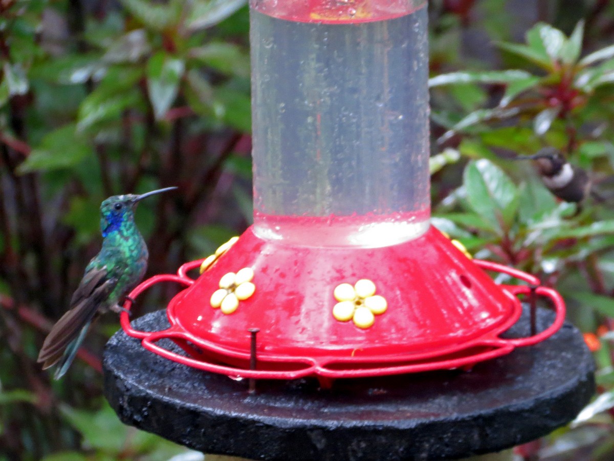 kolibřík modrouchý (ssp. cyanotus/crissalis) - ML171597461