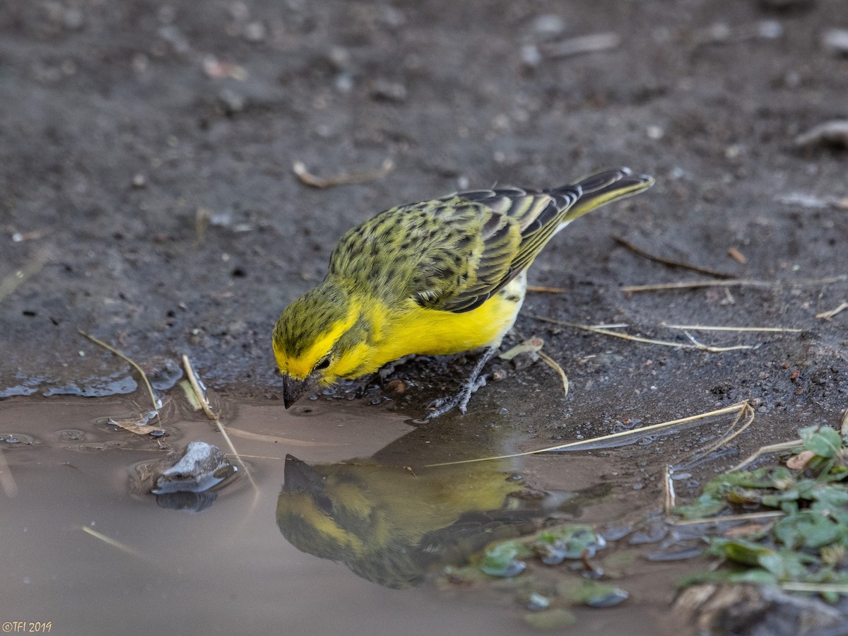 Yellow-fronted Canary - ML171597871
