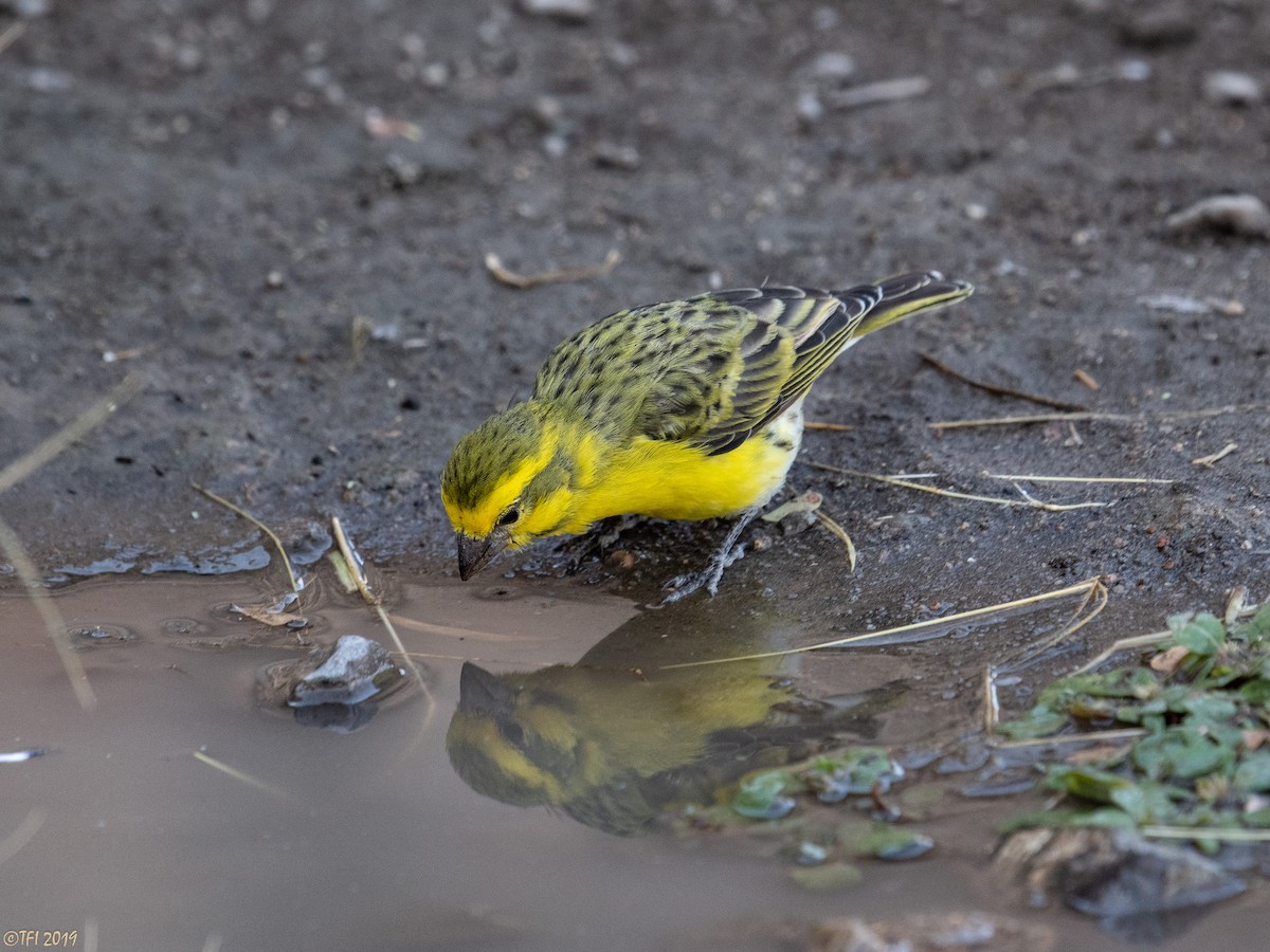 Yellow-fronted Canary - ML171597881
