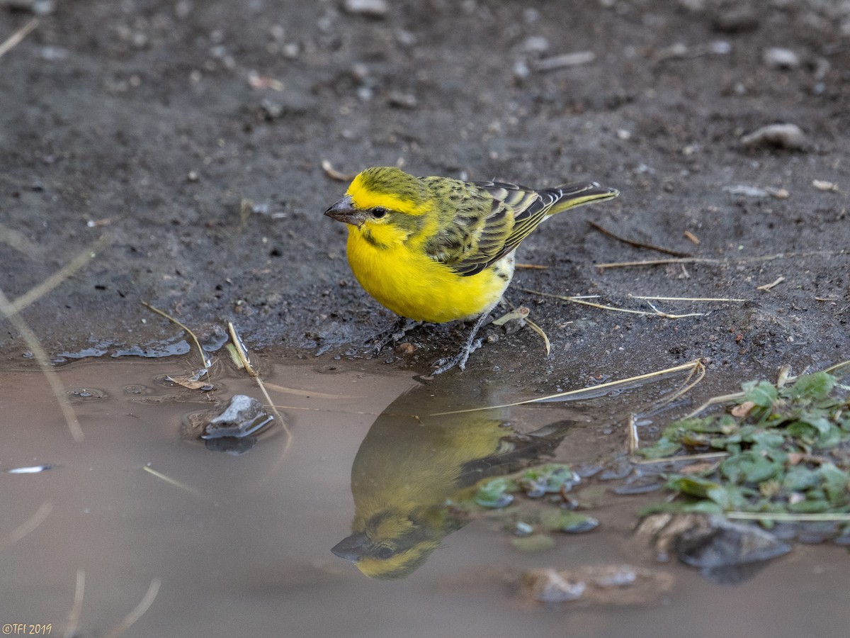 Yellow-fronted Canary - ML171597891