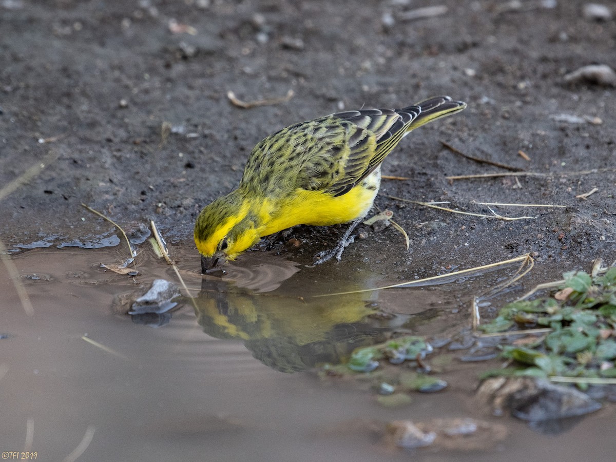 Yellow-fronted Canary - ML171597901