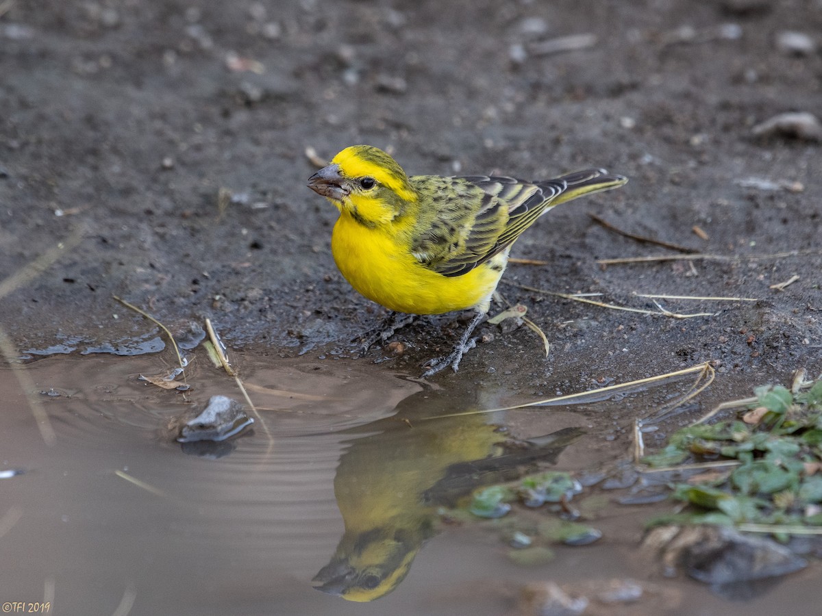 Yellow-fronted Canary - ML171597911