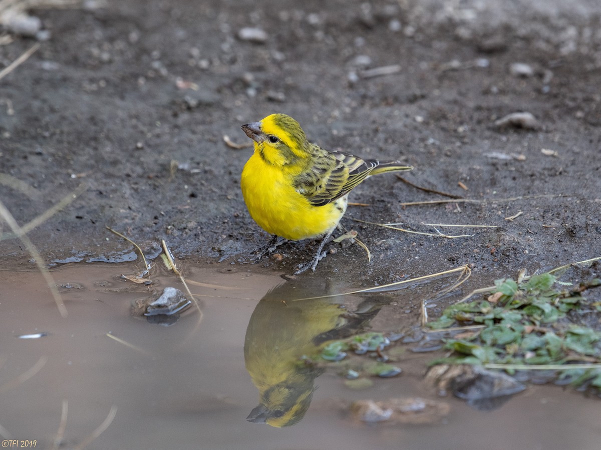 Yellow-fronted Canary - ML171597961
