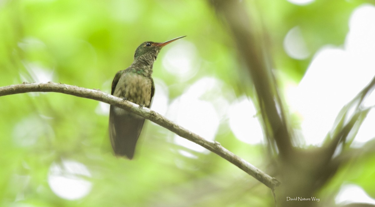 Buff-bellied Hummingbird - David Mora Vargas