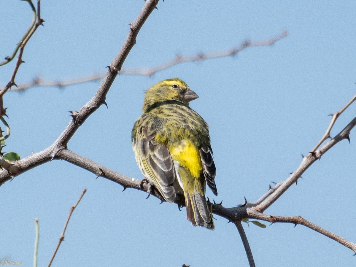 Yellow-fronted Canary - ML171598111