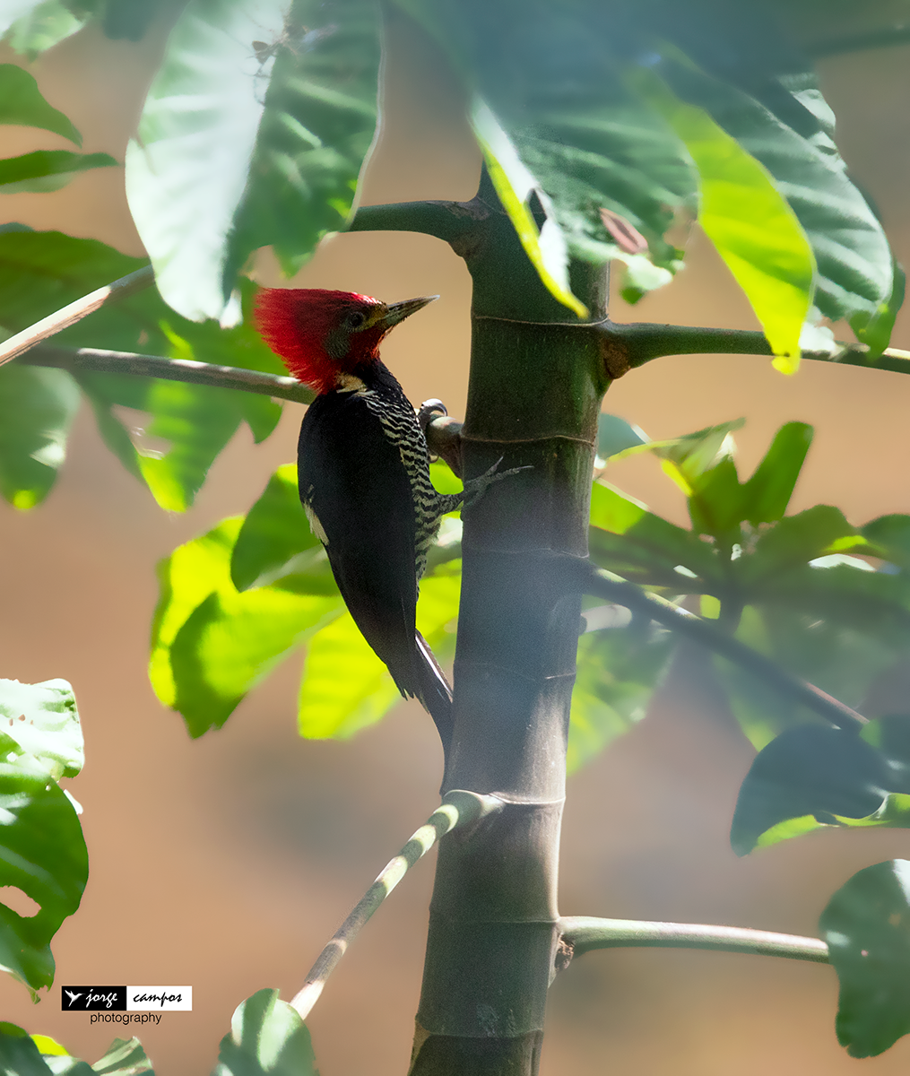 Helmeted Woodpecker - Jorge Gabriel Campos