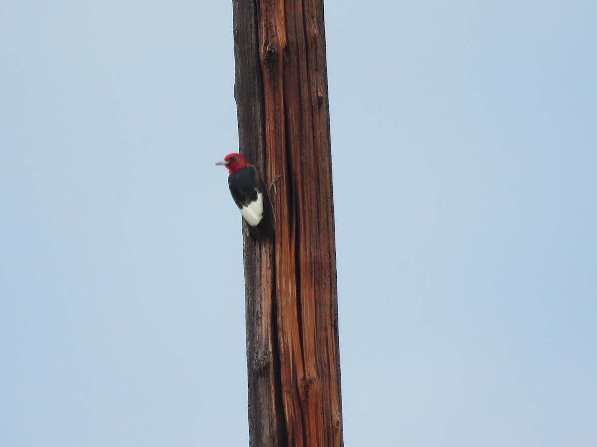 Red-headed Woodpecker - Del Nelson