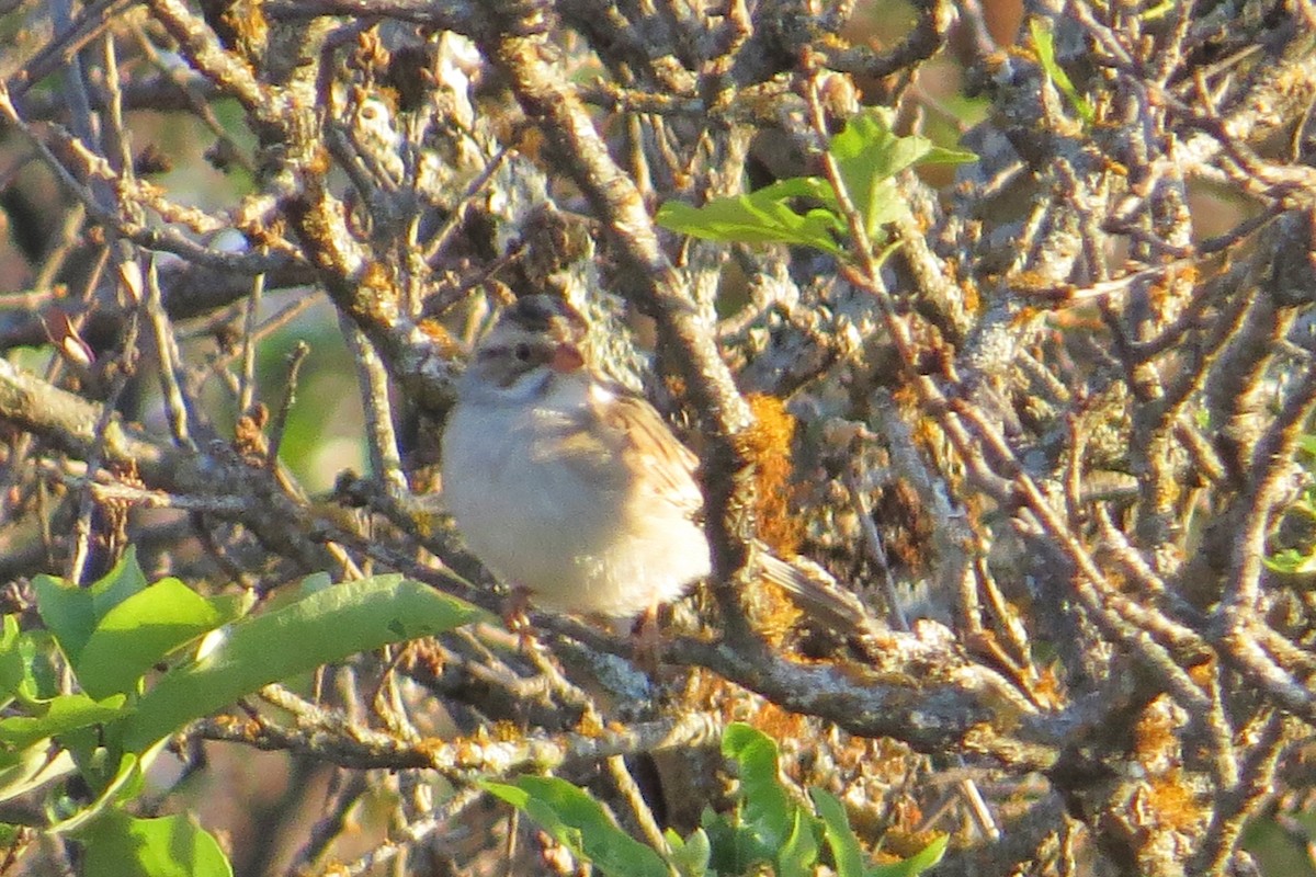 Clay-colored Sparrow - ML171605031