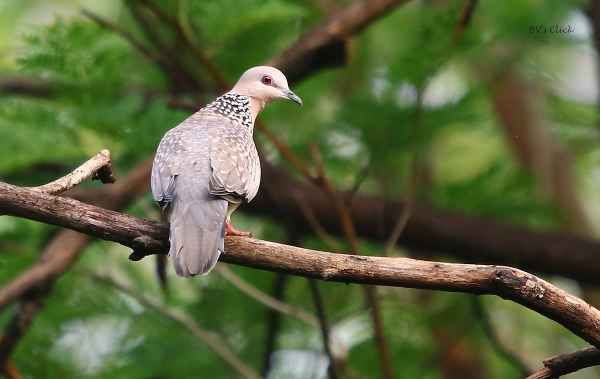 Spotted Dove - ML171606851