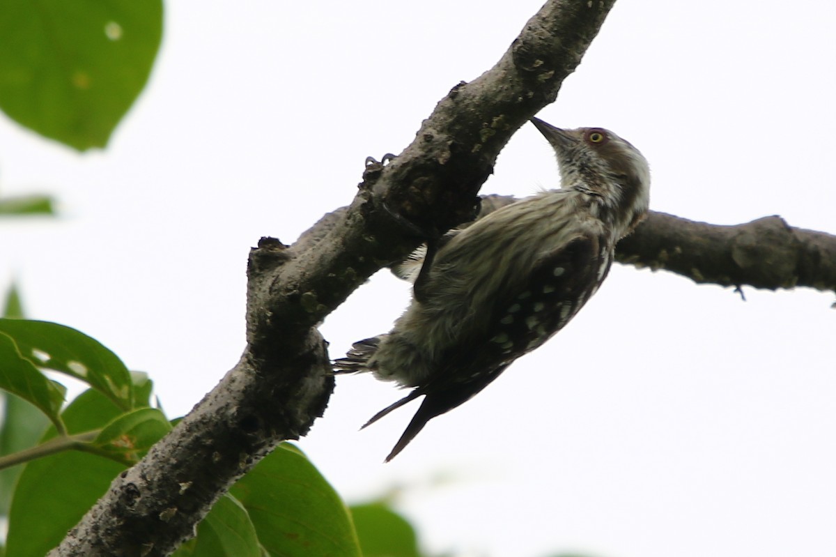 Brown-capped Pygmy Woodpecker - ML171608431