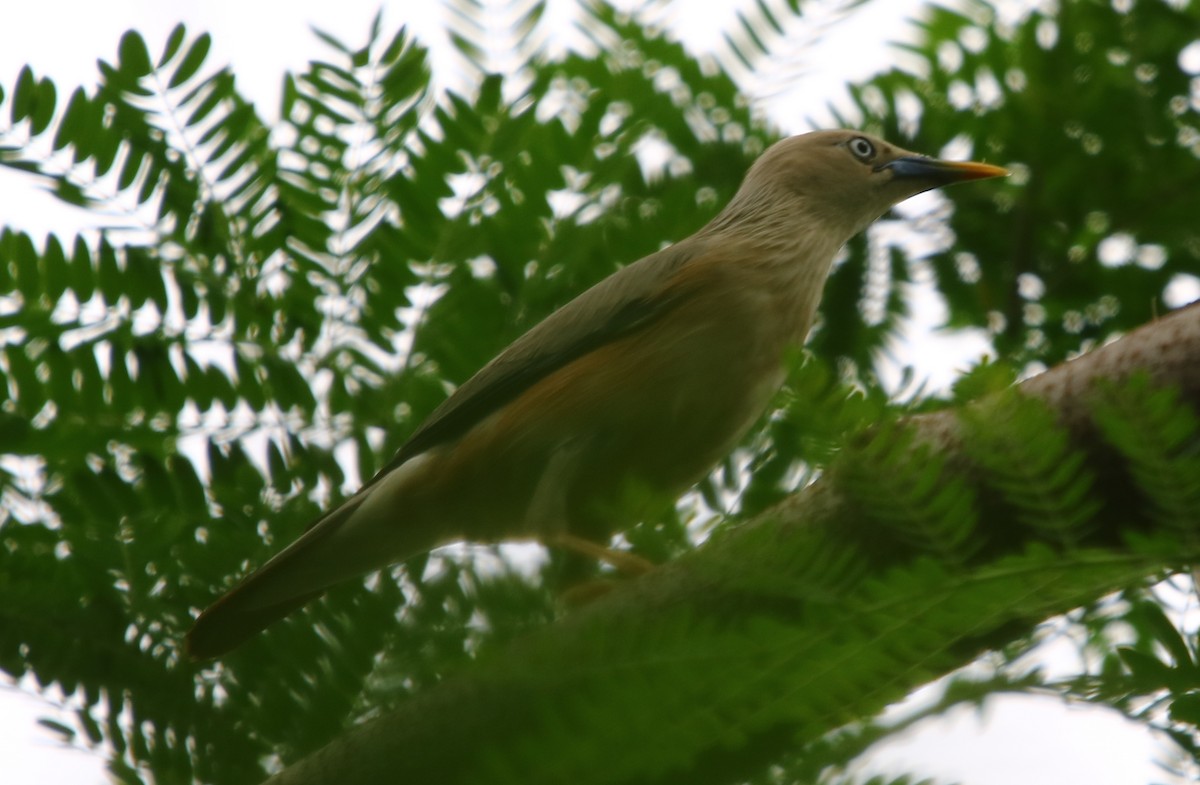 Chestnut-tailed Starling - ML171608841