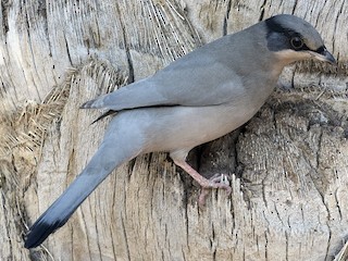 ミミグロレンジャクモドキ - eBird