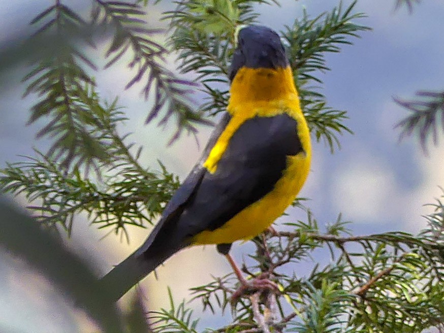 Black-and-yellow Grosbeak - Mike Prince