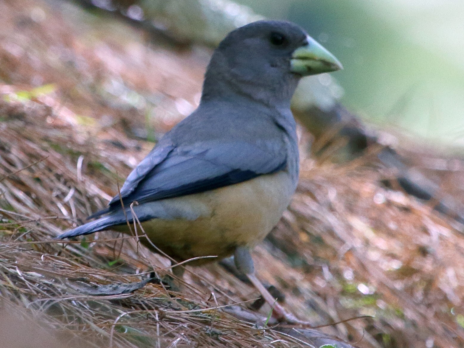 Black-and-yellow Grosbeak - Rohit Gupta