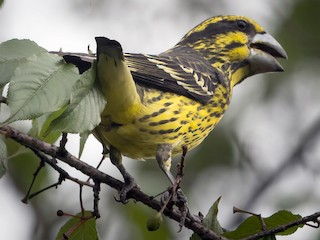 นกเพศเมียเต็มวัย - Prashant Tewari - ML171611871