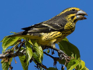นกเพศเมียเต็มวัย - Ayuwat Jearwattanakanok - ML171611891
