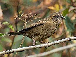 雌鳥 - Wich’yanan Limparungpatthanakij - ML171612291