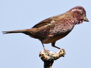 雄鳥 - Muthu Narayanan - ML171612321