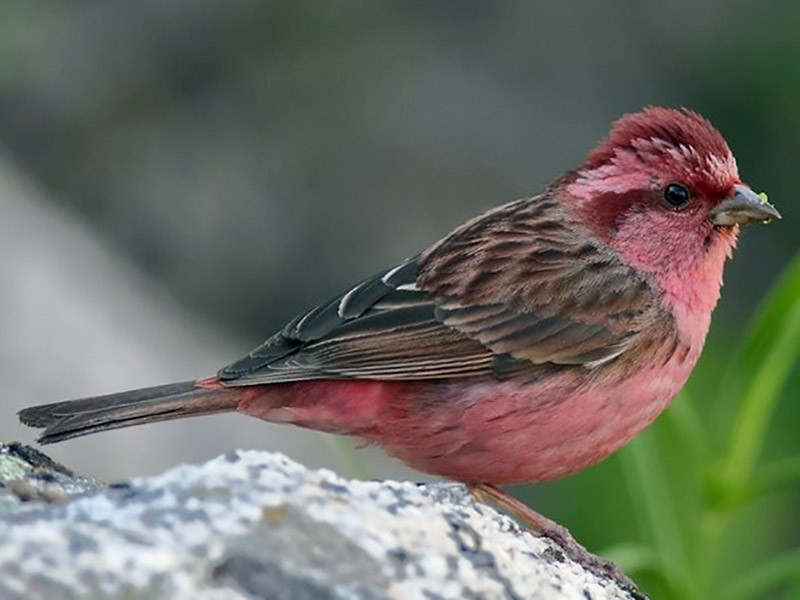 Pink-browed Rosefinch - C. Abhinav