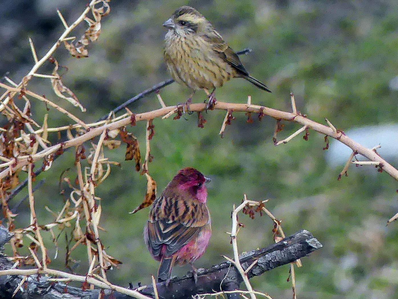 Pink-browed Rosefinch - Mike Prince