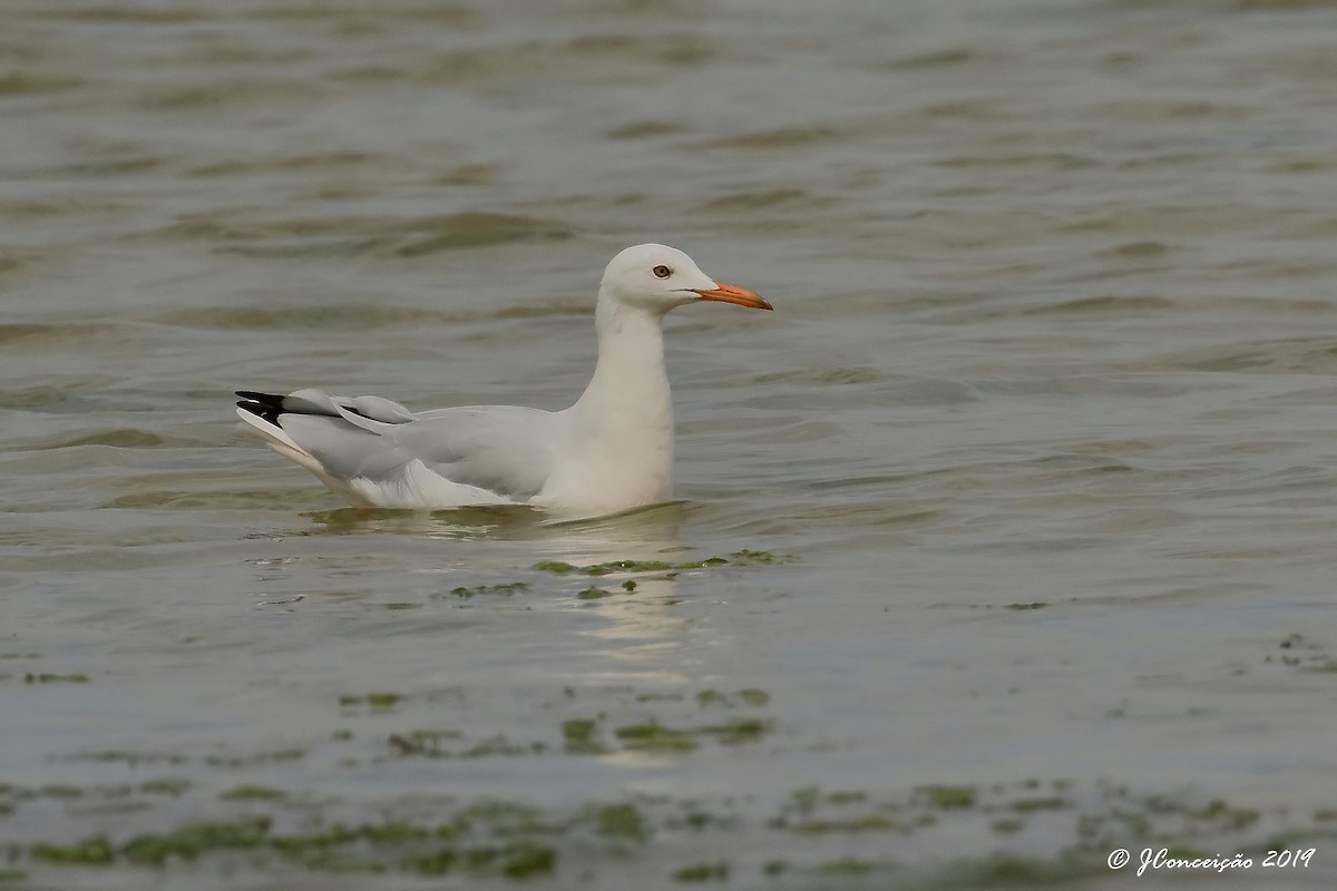 Slender-billed Gull - José Conceição