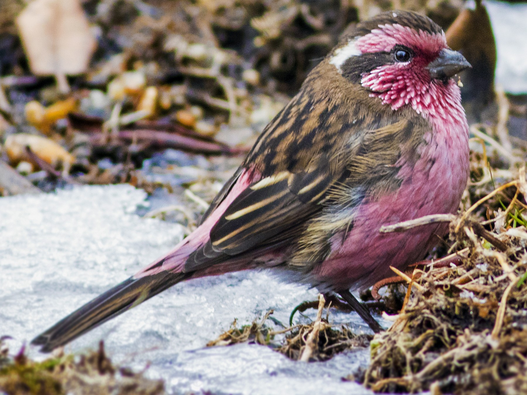 Himalayan White-browed Rosefinch - Rajdeep Mitra