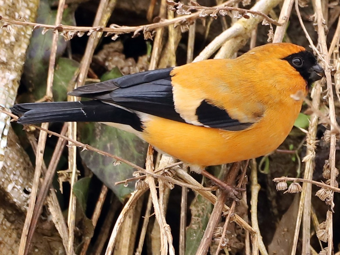 Orange Bullfinch - Muzaffar A Kichloo