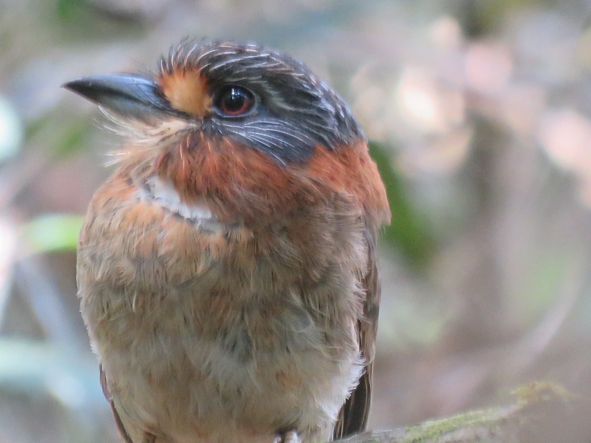 Rufous-necked Puffbird - ML171613101